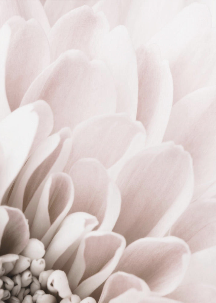 Chrysanthemum No 03 | Canvas
