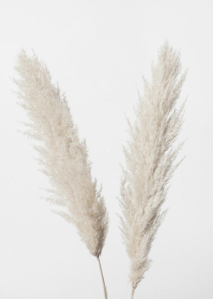 Pampas Vit | Canvas