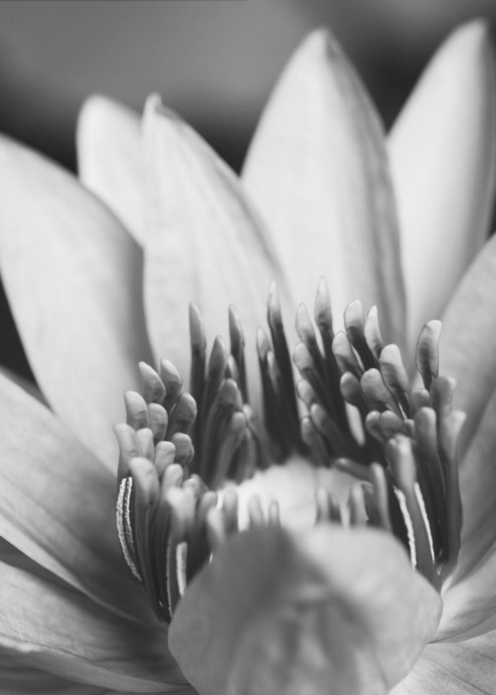 Blomma, närbild | Canvas
