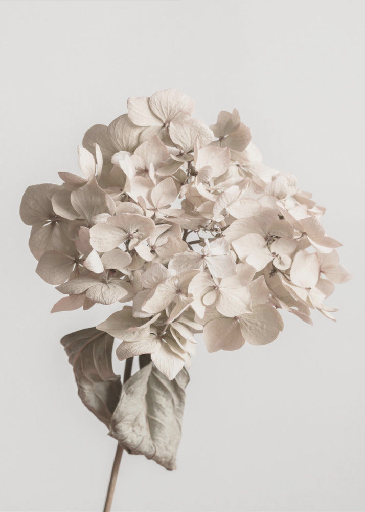 Beige torkad blomma | Canvas