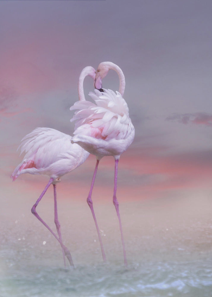 Flamingo Ballet | Poster