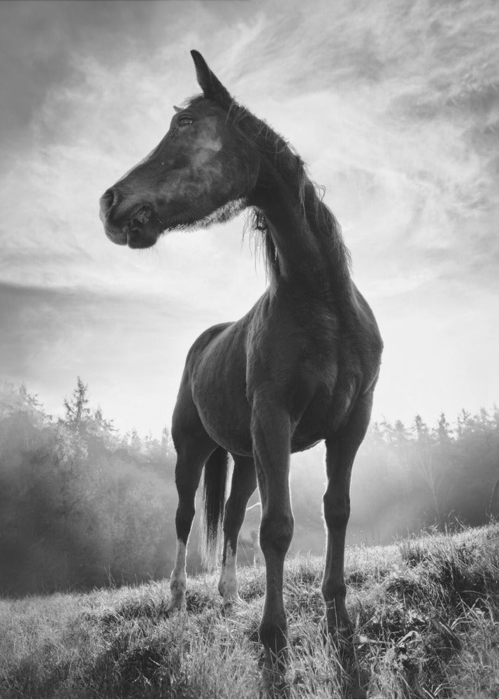 Bakgrundsbelyst häst | Canvas