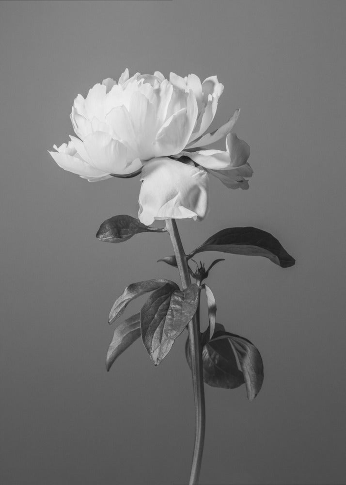 Pion BW | Canvas