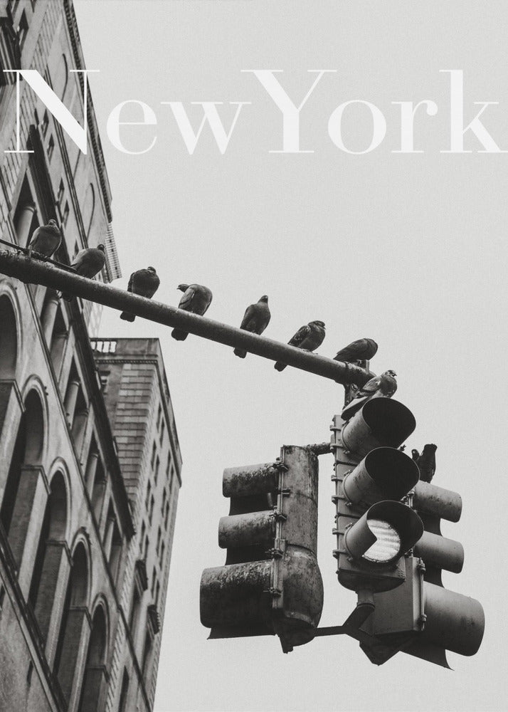 Colombe di New York | Stampe su Tela