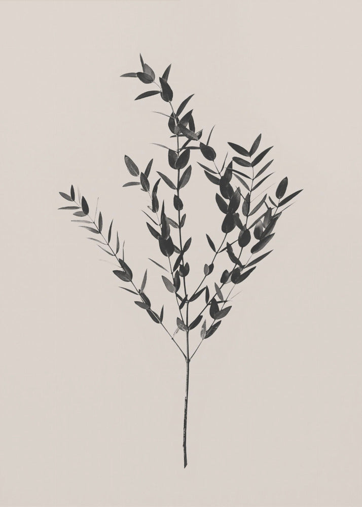 Botanico Inchiostro | Poster - Stampe d’Arte