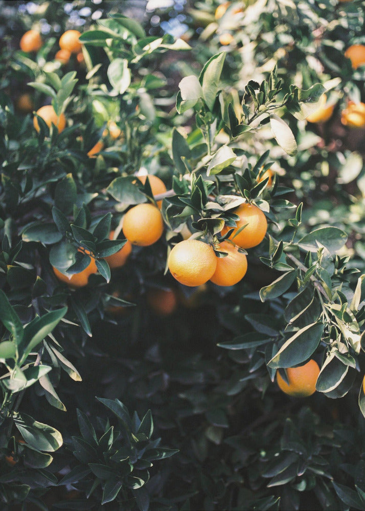 Marrakesh Oranges | Poster