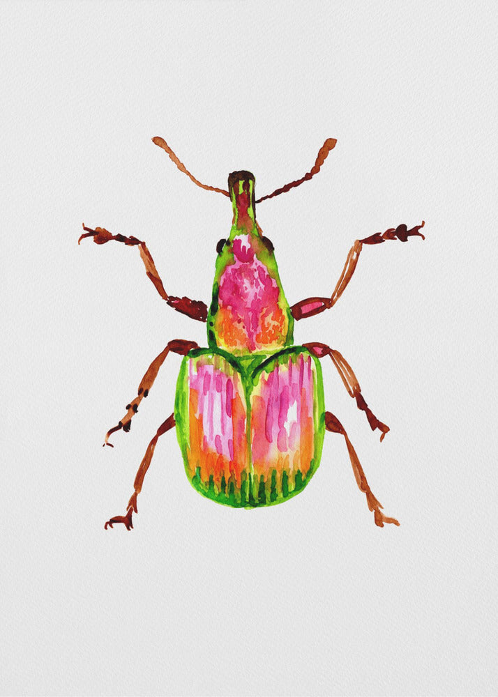 Apricot weevil or Epirhynchites auratus | Canvas