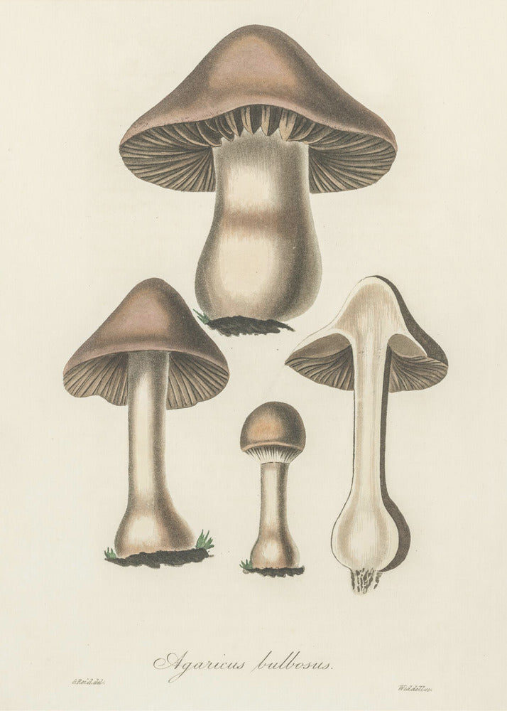 Illustration d'Agaricus Bulbosus. Botanique médicale 1836 | Tableaux sur Toile