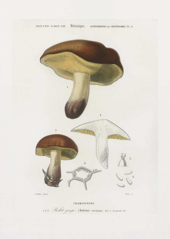 Champignon (boletus circinans) | Tableaux sur Toile