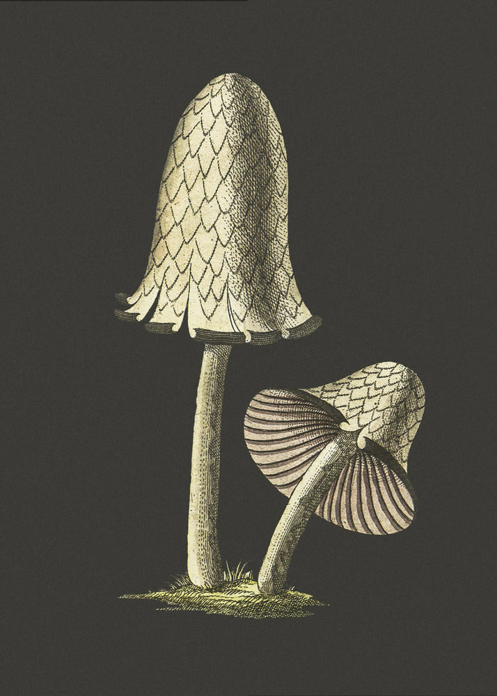 Vintage Inky Cap Syötävä sieni mustalla taustalla | Canvastaulut