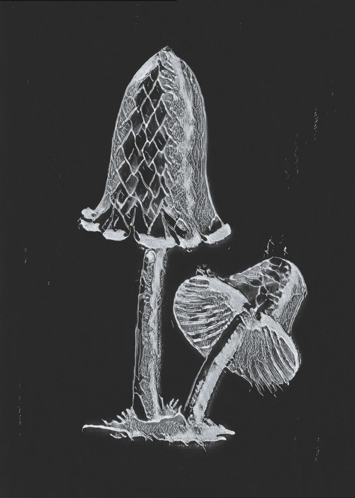 Vintage Inky Cap Syötävä Sieni Tumma BW | Canvastaulut