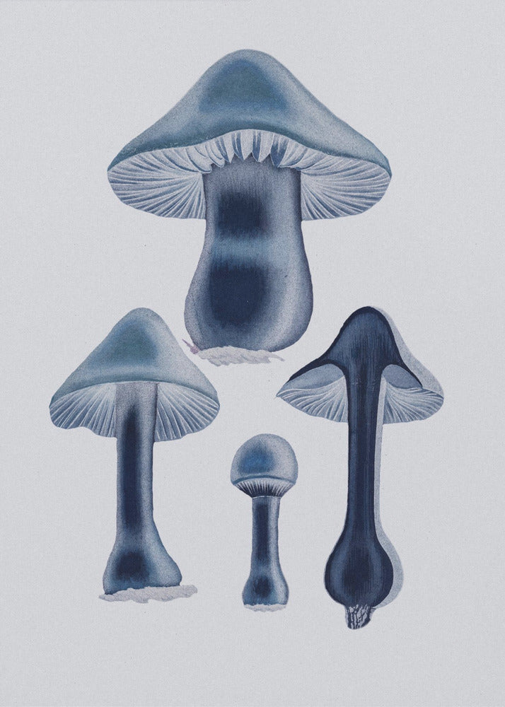 Agaricus Bulbosus - Sininen | Canvastaulut
