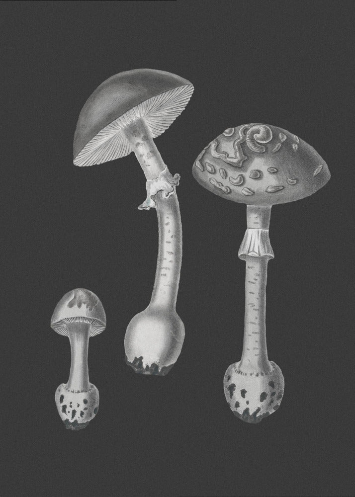 Punakärpässieni (Amanita Muscaria) Musta tausta BW | Canvastaulut