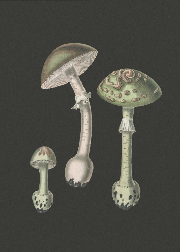 Amanita Muscaria Fond sombre | Tableaux sur Toile