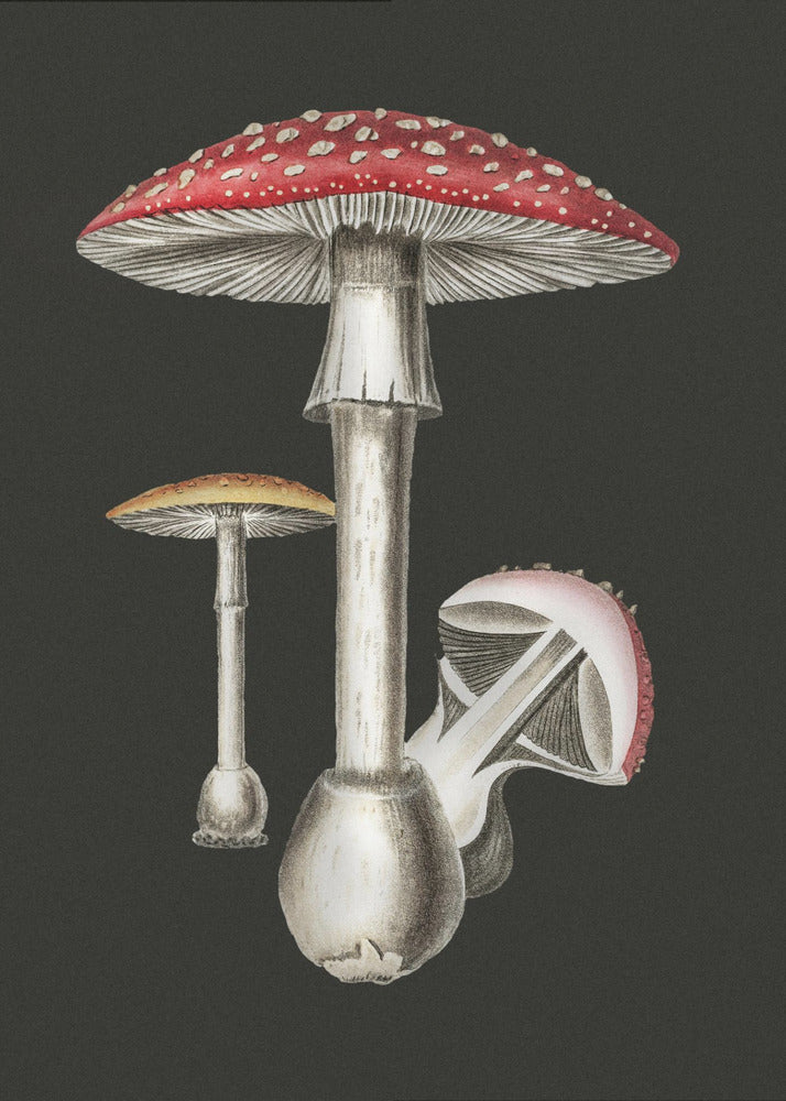Punakärpässieni (Amanita Muscaria) Tumma tausta | Canvastaulut