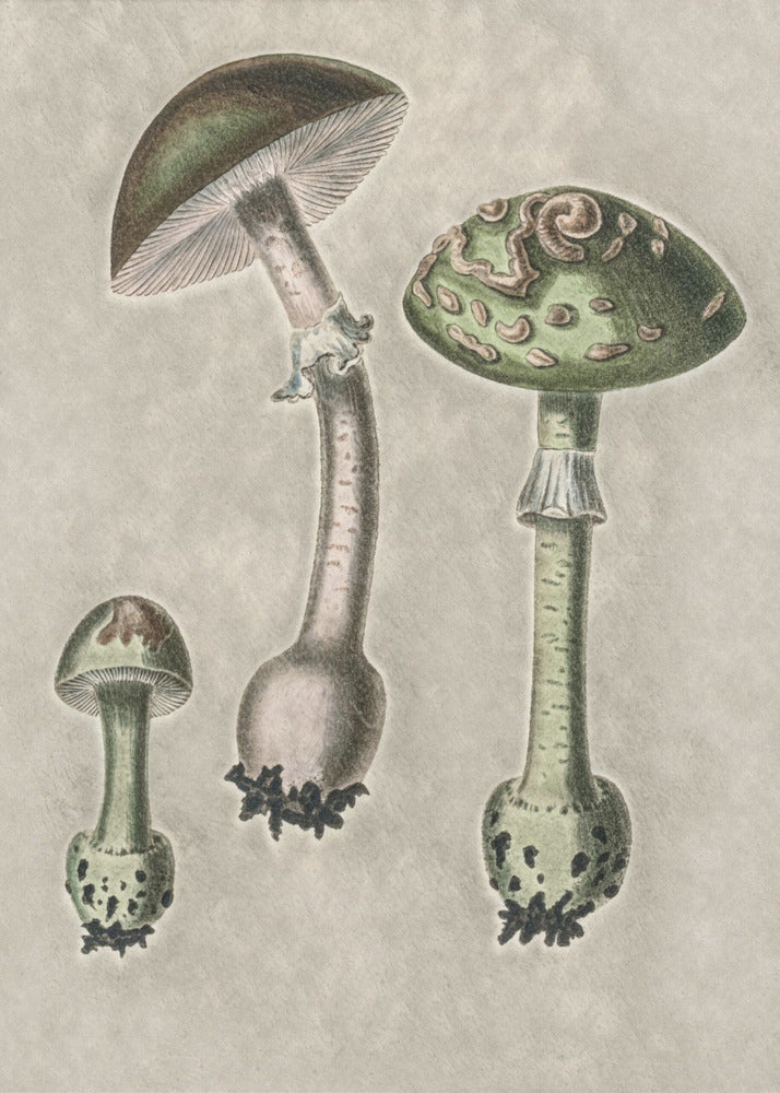 Amanita Muscaria Remix Green | Impresiones en Lienzo