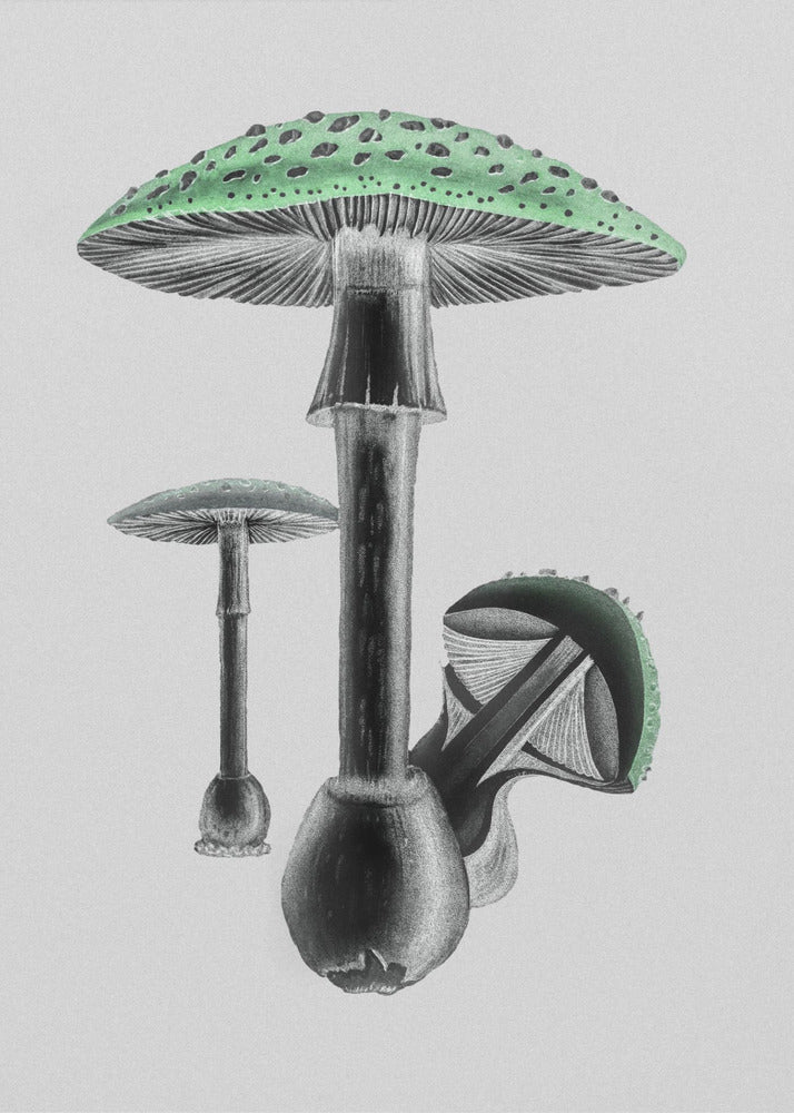 Amanita Muscaria Fondo Blanco Verde | Impresiones en Lienzo