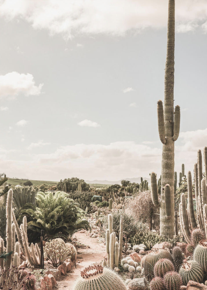 Fattoria di cactus | Stampe su Tela