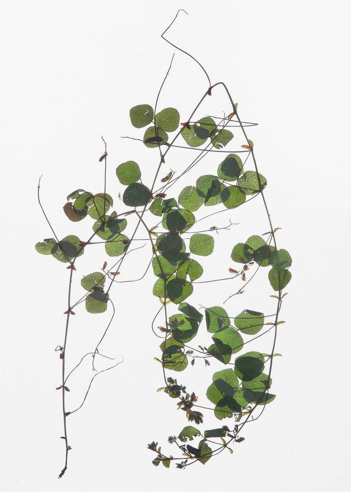 La Danse de la Vigne | Toile