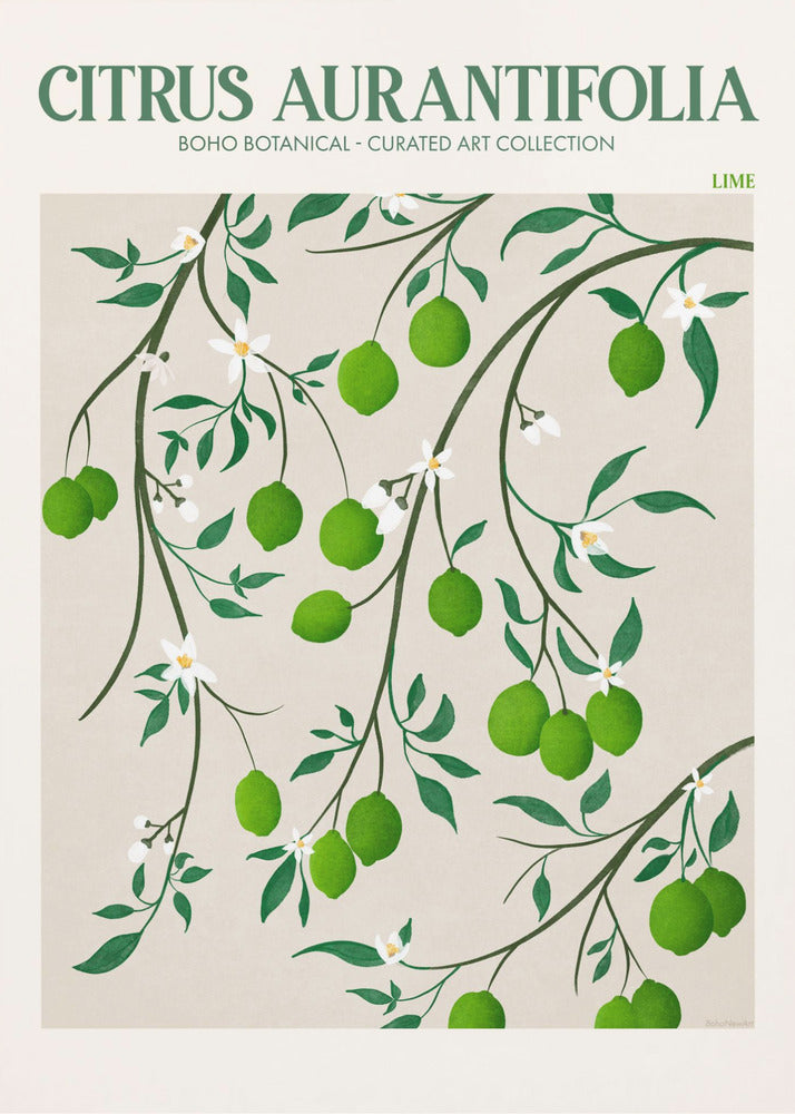 Citrus Aurantifolia-Citron vert | Tableaux sur Toile