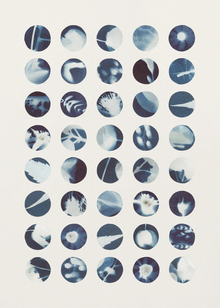 Botanical Cyanotypes | Poster