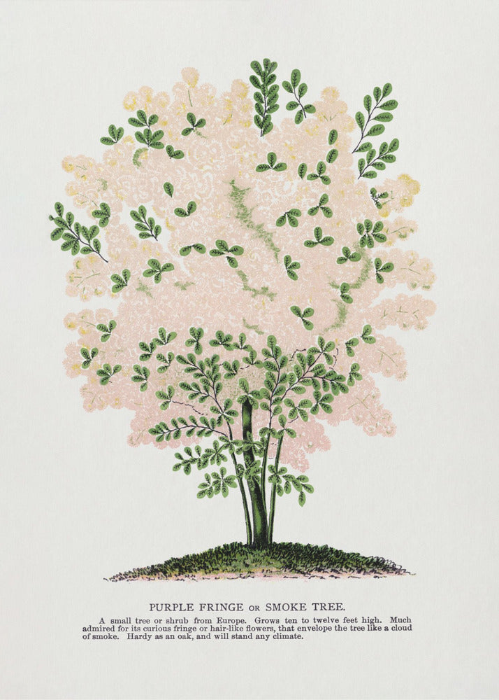 Lithographie de l'arbre à franges violettes | Tableaux sur Toile