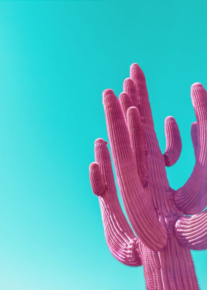 Saguaro rosa magenta | Impresiones en Lienzo