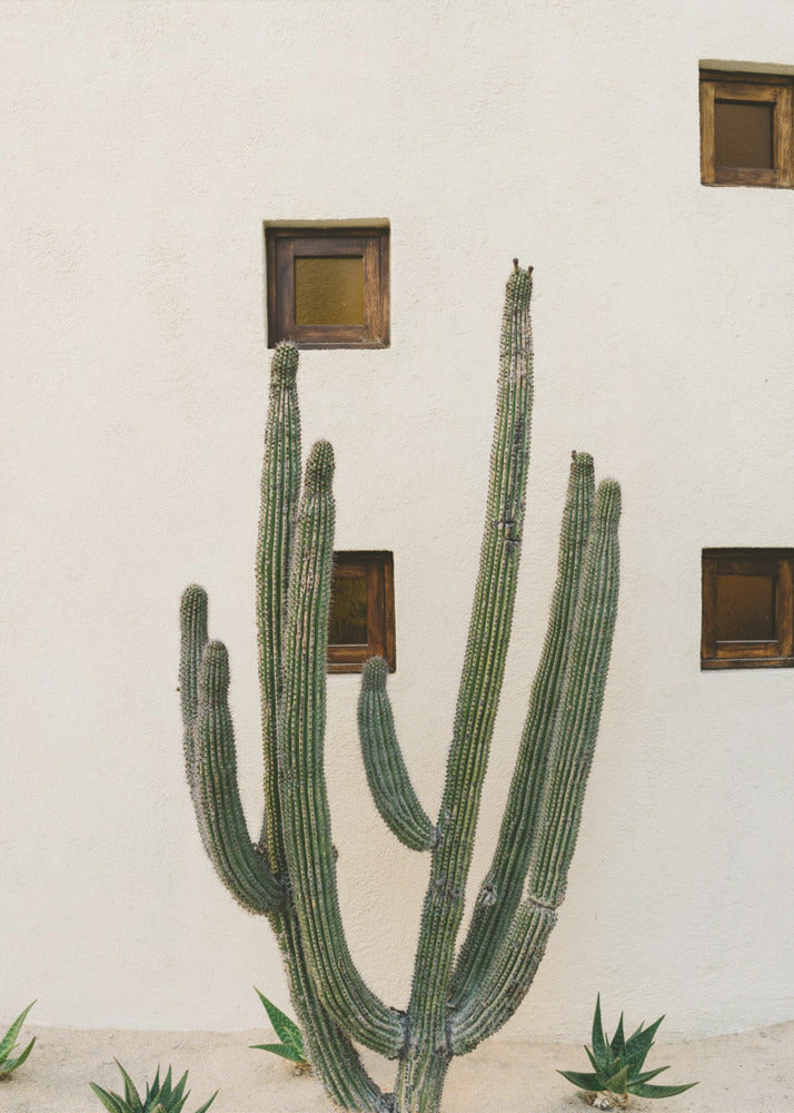 Cabo Cactus IX | Tableaux sur Toile