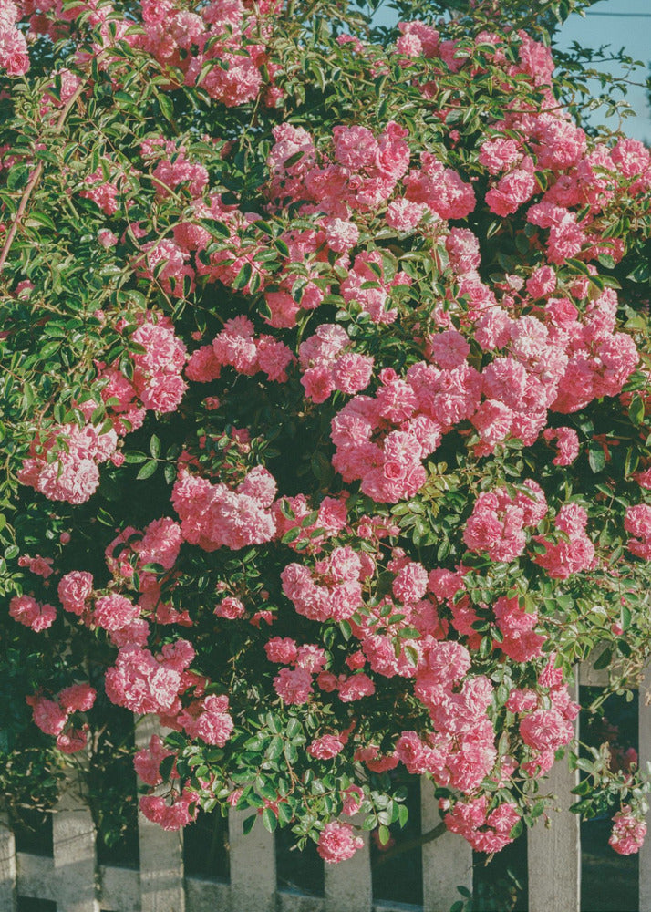Fleurs de Cannon Beach | Tableaux sur Toile