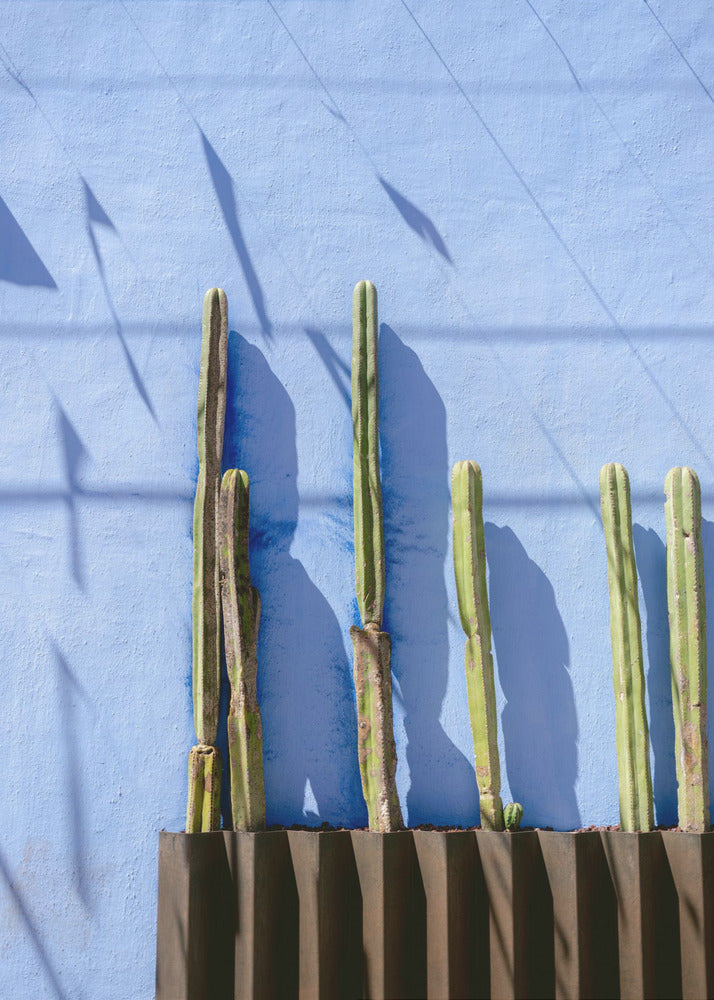 Høje kaktuser | Rejsefotografering i Oaxaca, Mexico | Lærredsbilleder