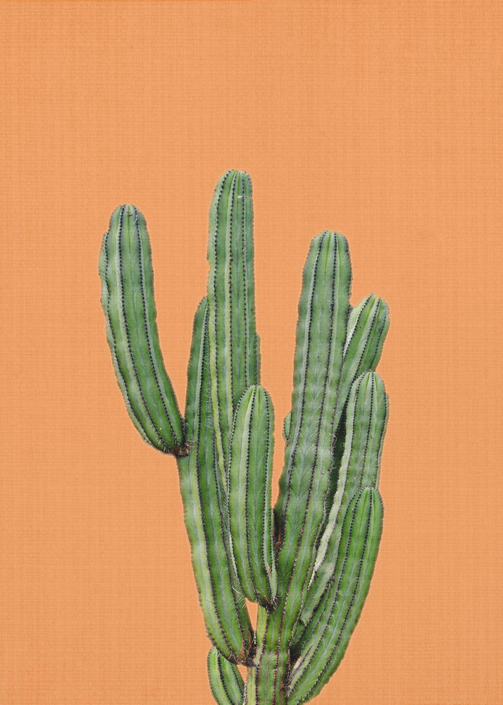 Orange Cactus | Tableaux sur Toile