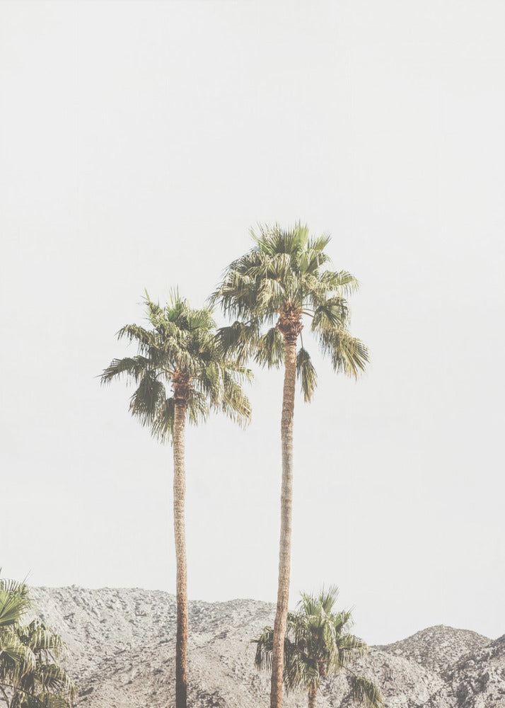 Palm Springs Palmer | Canvas