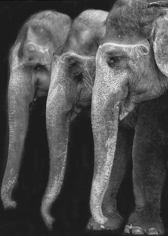 Das große Meisterwerk der Natur, ein Elefant; das einzige harmlose große Ding ... | Leinwand-Bilder