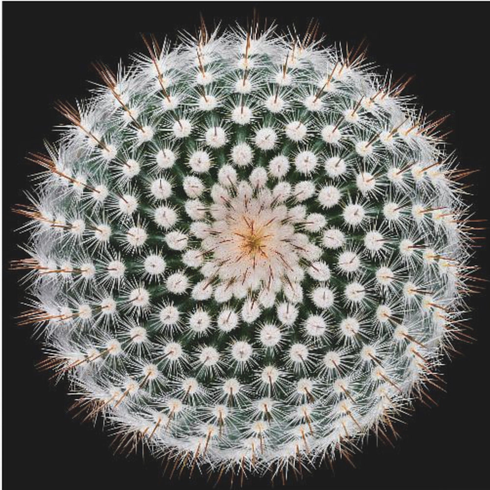 Notocactus scopa | Tableaux sur Toile