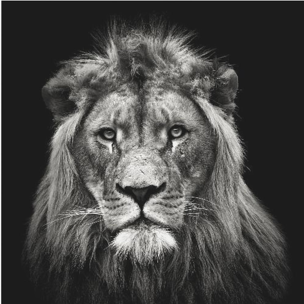 Young Male Lion | Canvas