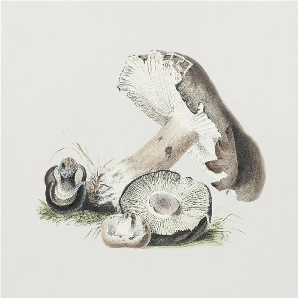 Champignon Agaricus Augustus vintage | Tableaux sur Toile