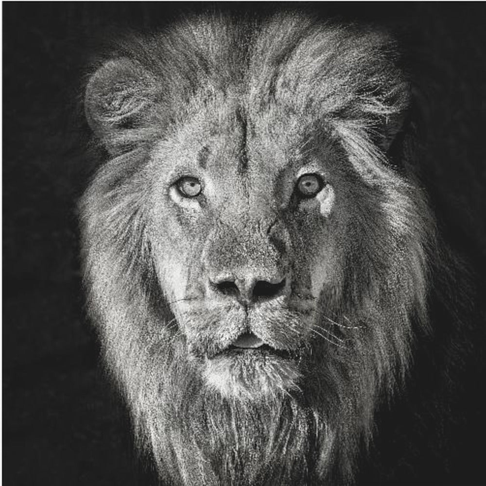 Løveportræt - Panthera Leo | Lærredsbilleder