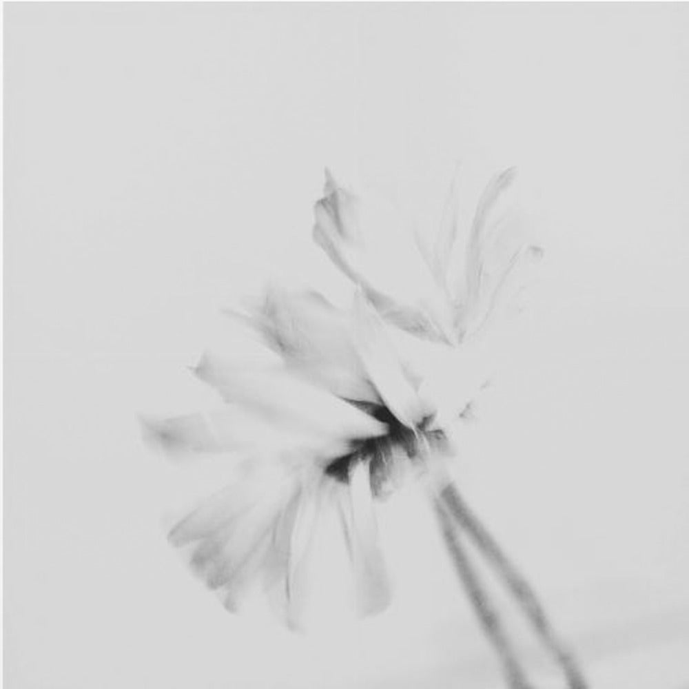 Fiore lunatico 2 | Stampe su Tela