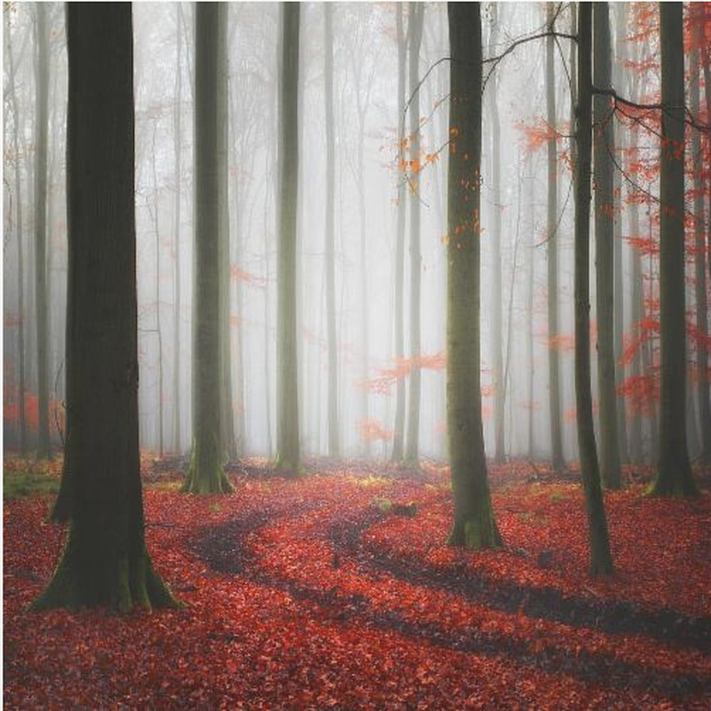 Herbstliche Spuren | Leinwand-Bilder