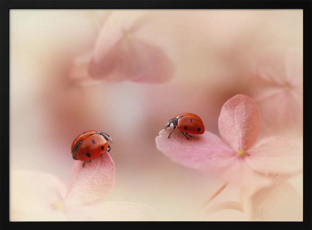 Coccinelles sur hortensia rose. | Posters - Affiche Artistique