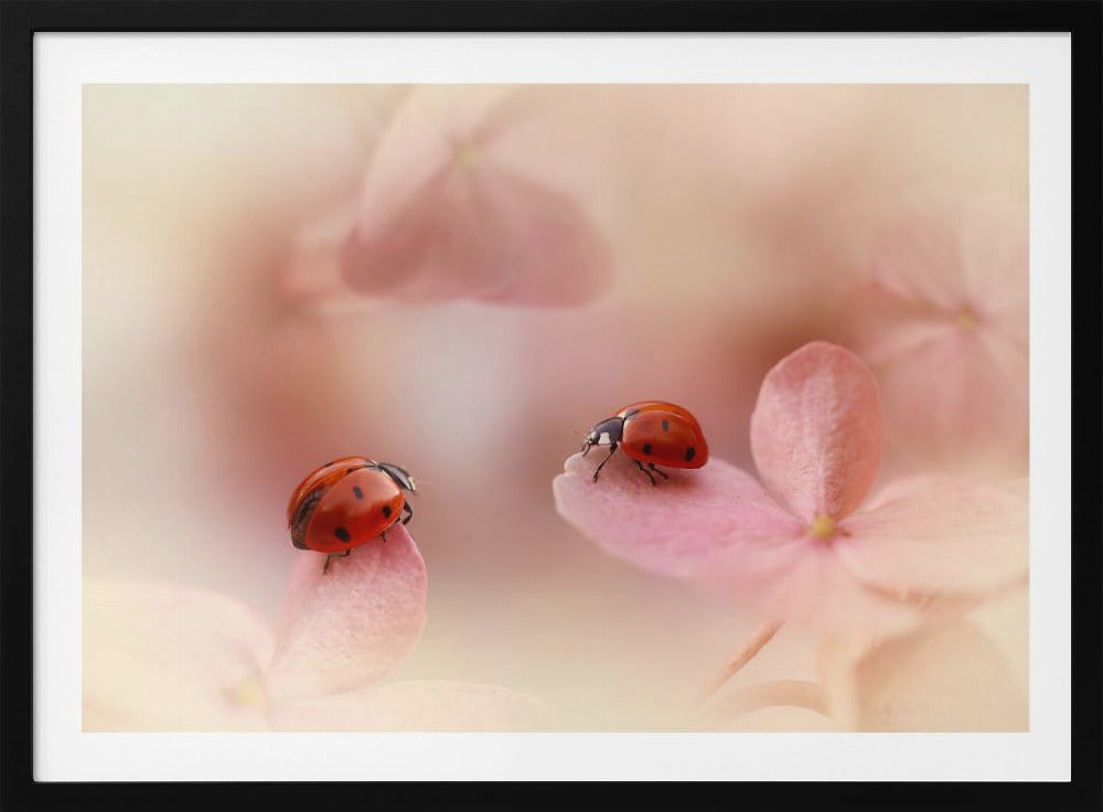 Coccinelles sur hortensia rose. | Posters - Affiche Artistique