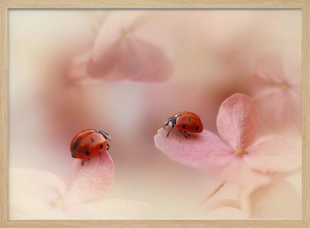 Coccinelles sur hortensia rose. | Posters - Affiche Artistique