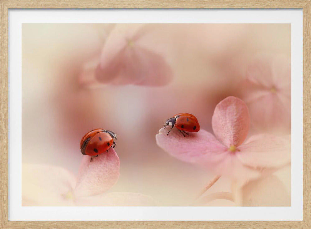Coccinelles sur hortensia rose. | Posters - Affiche Artistique