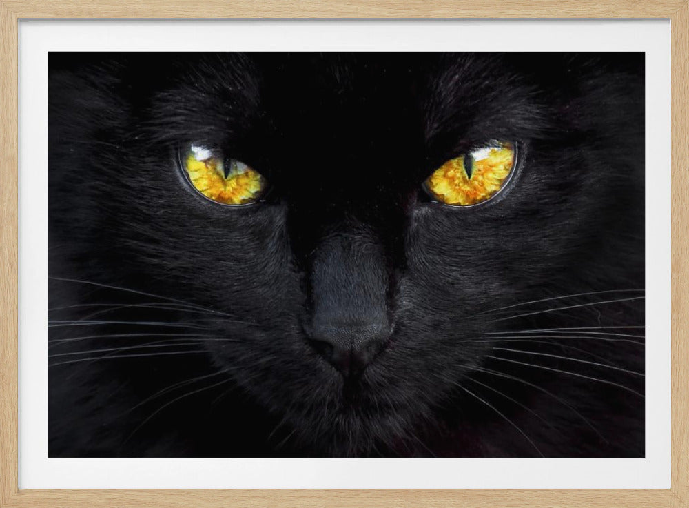 L'ipnotizzatore della notte | Poster - Stampe d’Arte