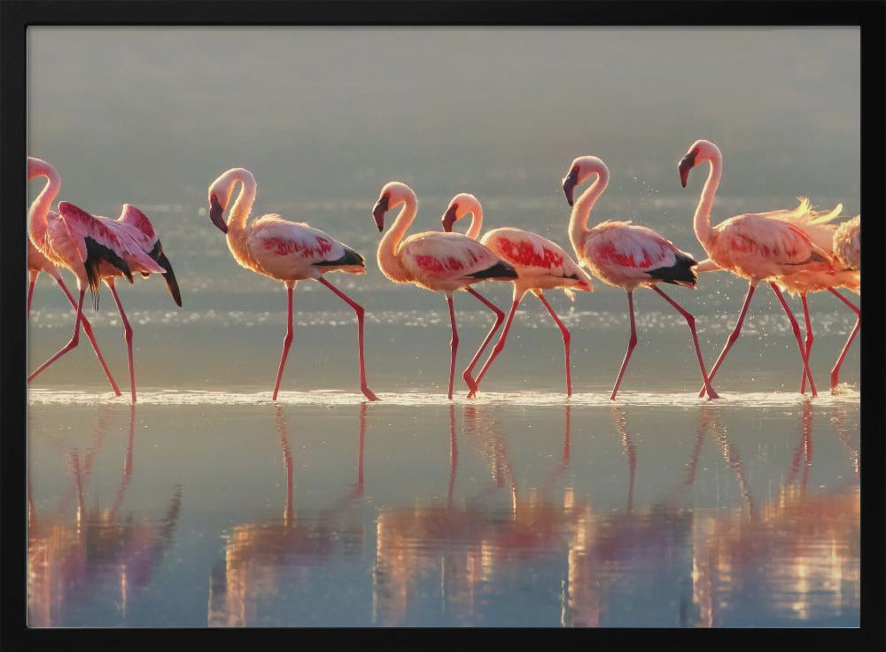 Flamingo | Plakater - Kunsttrykk