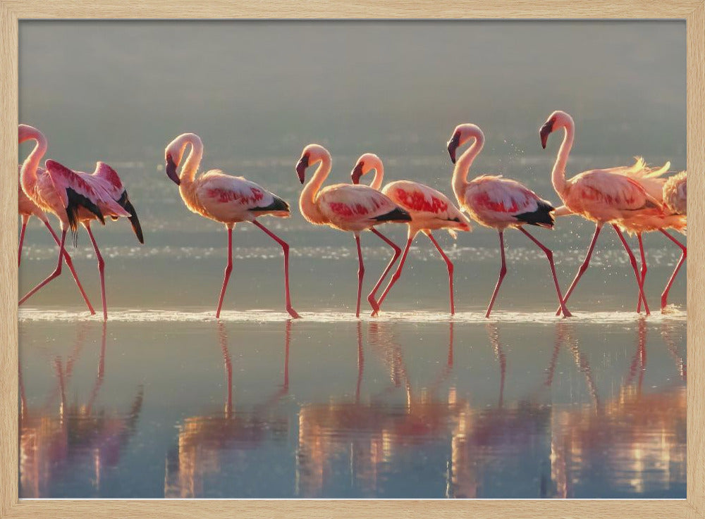 Flamingo | Plakater - Kunsttrykk