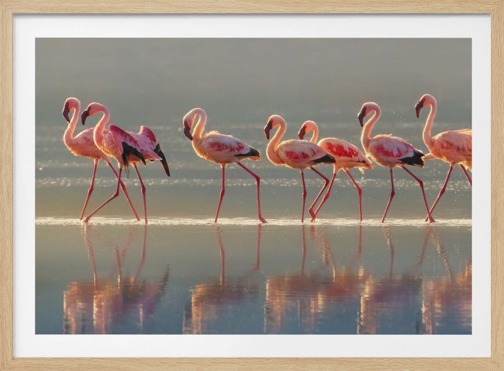 Flamingo | Plakater - Kunsttrykk