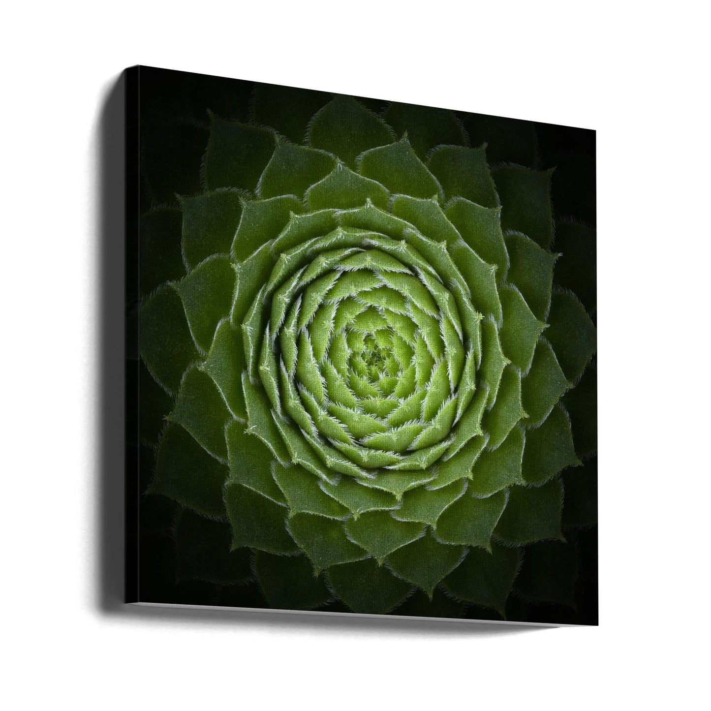 Succulente | Tableaux sur Toile