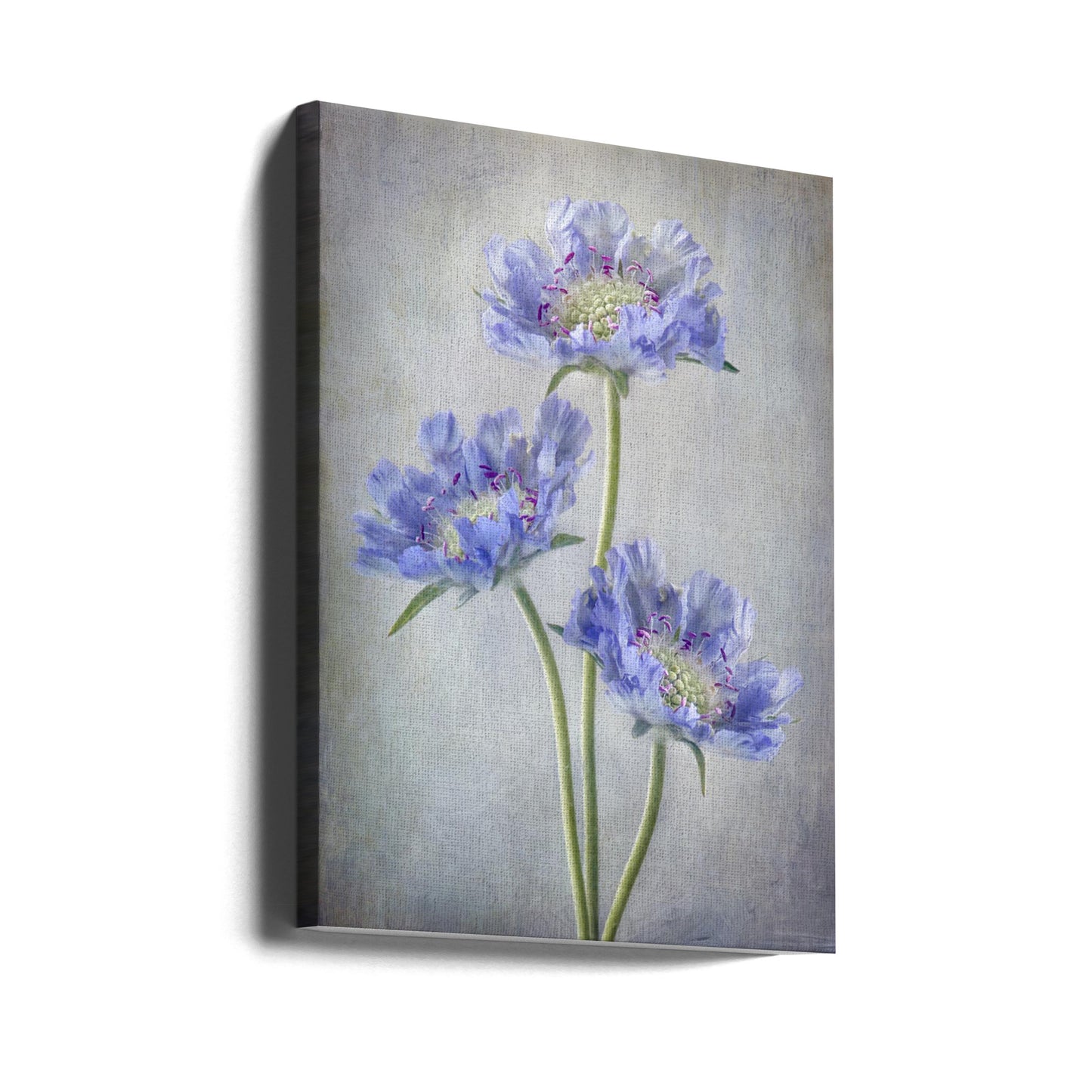 Scabiosa | Stampe su Tela