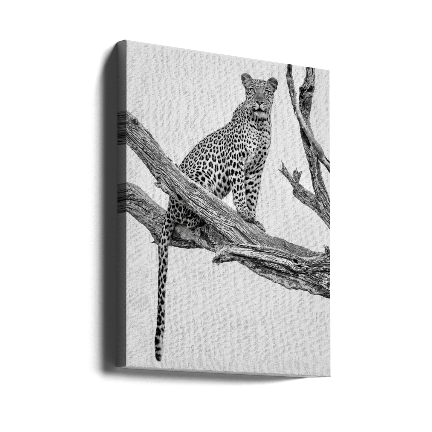Leopardportræt - Mono Var | Lærredsbilleder